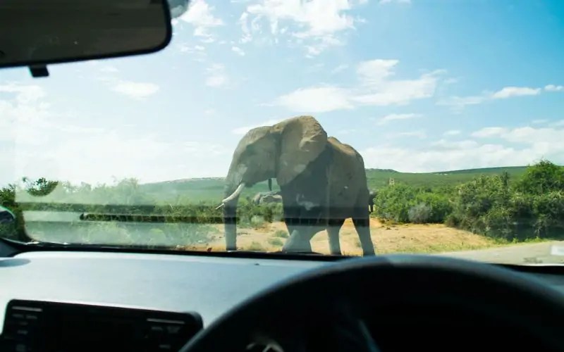 تفاصيل حادثة قلب الفيل الإفريقي لسيارة فورد في المحمية الطبيعية