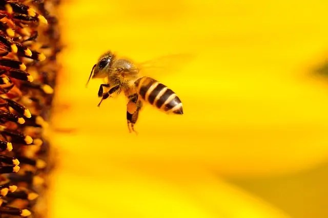 نحلة عسل لامبورغيني