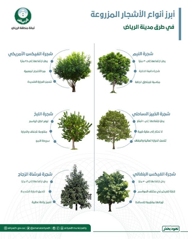 تعرف على أبرز أنواع الأشجار التي ستزرعها أمانة الرياض في طرقات وشوارع العاصمة