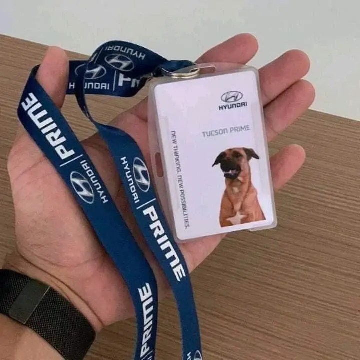 هذه قصة أشهر كلب ضال يبيع سيارات هيونداي بالبرازيل كموظف تسويق