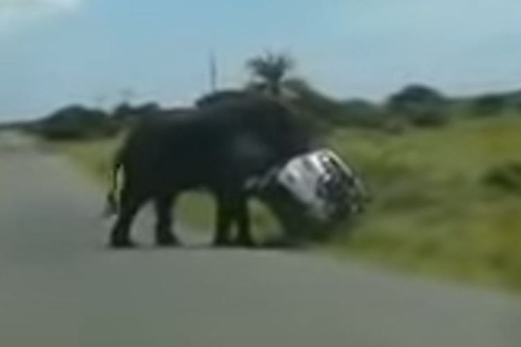 شاهد فيل غاضب يقلب سيارة فورد اس يو في في محمية طبيعية بجنوب إفريقيا