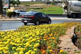 أمانة منطقة الرياض تزرع أكثر من مليون زهرة في شوارع وميادين العاصمة