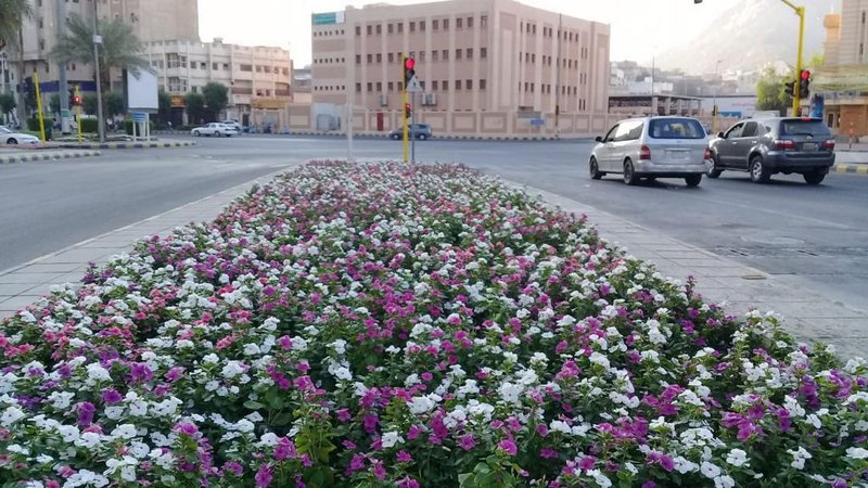 الانتهاء من زراعة 55 ألف زهرة في طريق المسجد الحرام