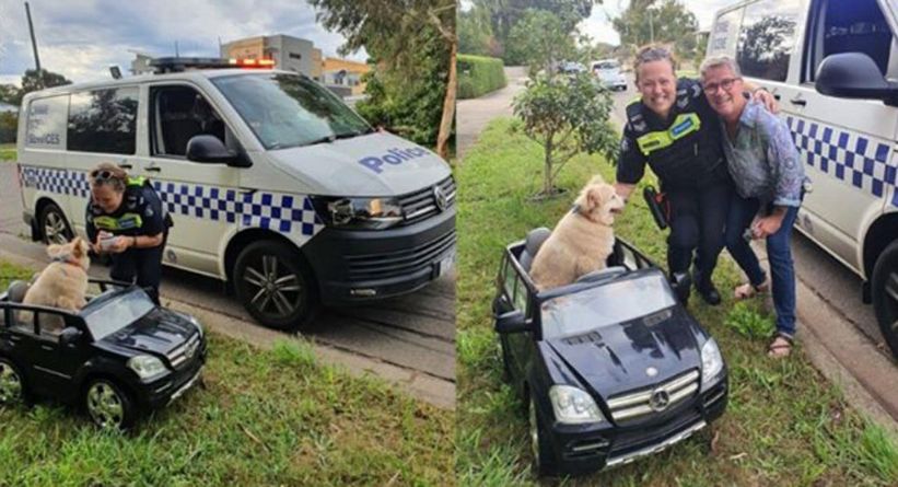 ضبط كلب يقود سيارة مرسيدس كهربائية صغيره في استراليا