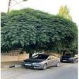 ضمن رؤية «الرياض الخضراء» استبدال مظلات السيارات بالأشجار