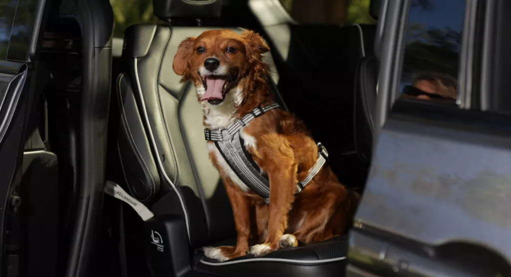 دراسة جامعية تؤكد أن الكلاب أكثر هدوءا داخل السيارات الكهربائية