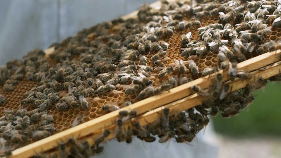 بنتلي تتوسع في إنتاج عسل النحل بإضافة 7 خلايا جديدة لمستعمرتها