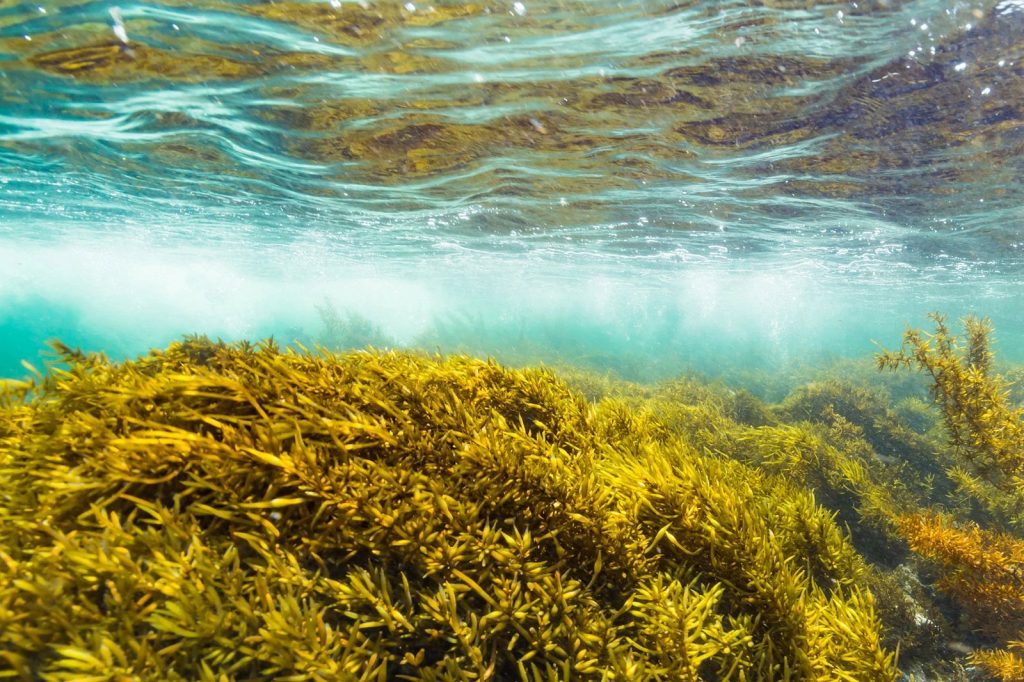الطحالب والأعشاب البحرية وكيف تخطط مازدا لاستخدامها في تصنيع الوقود الحيوي 